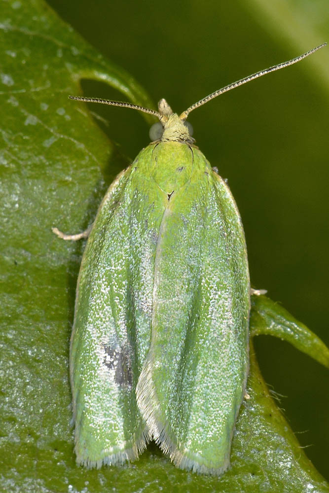 Tortricidae - Tortrix viridana